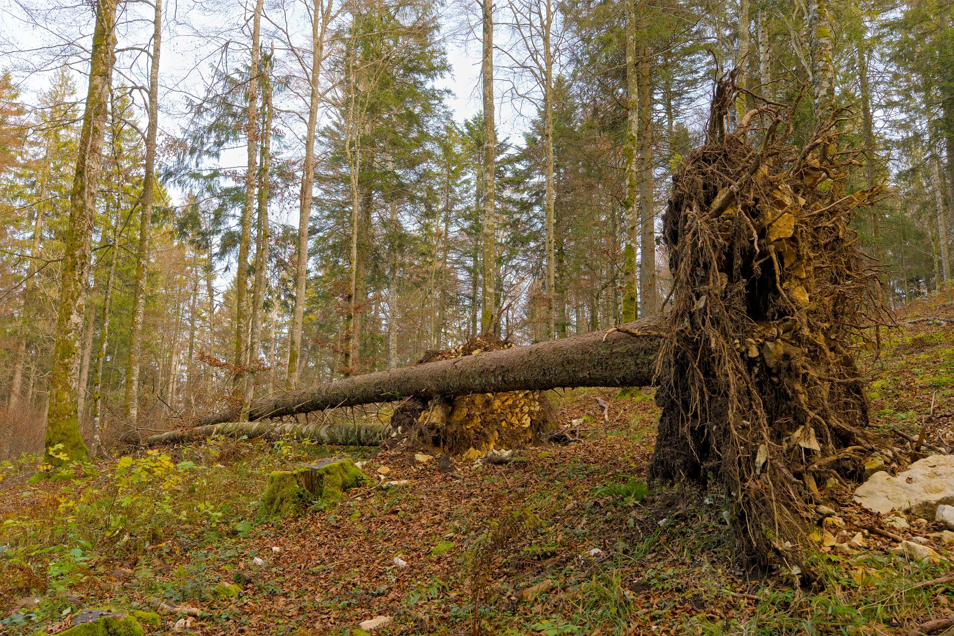 Enlèvement arbre urgence à Grenoble